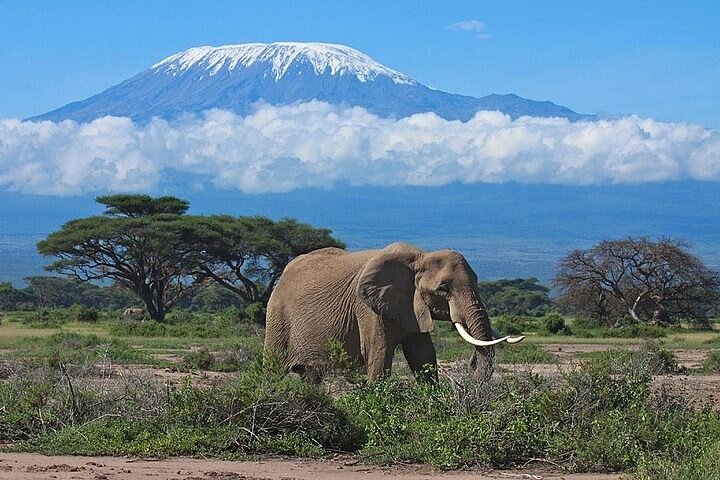 Amboseli & Kilimanjaro Views