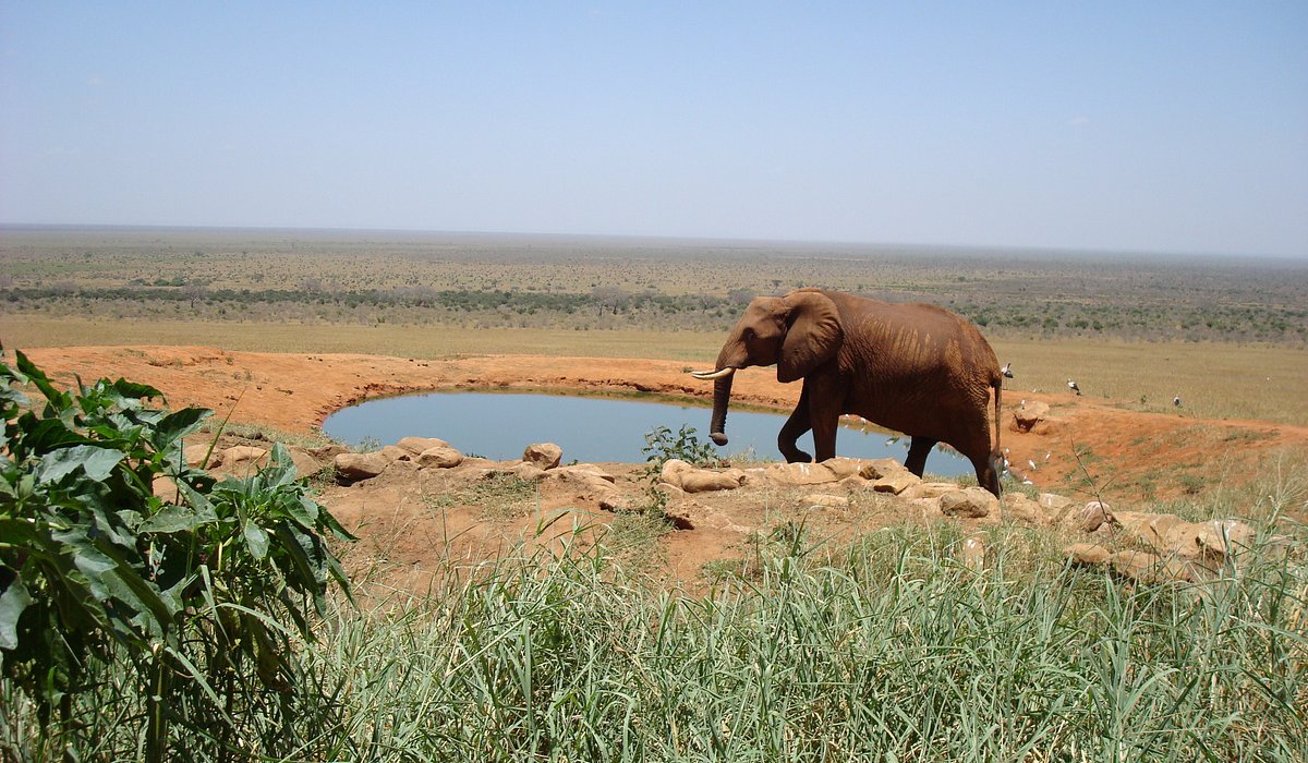 TSAVO TRAIN